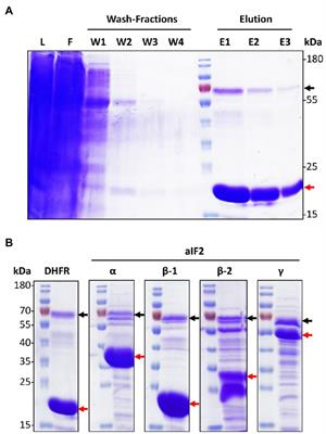 Elucidation of the Translation Initiation Factor Interaction Network of Haloferax volcanii Reveals Coupling of Transcription and Translation in Haloarchaea